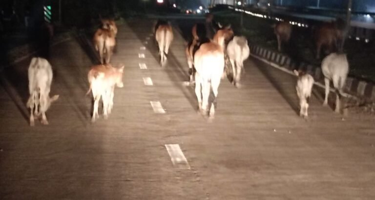 NH-130 पर मौत का सफर! भोजपुरी टोल से नांदघाट तक मवेशियों का कब्जा, मदवानी मोड़ का खतरनाक ‘जंप’ बना हादसों का सबब